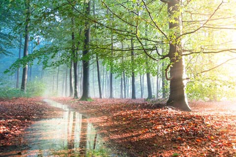 各種メール鑑定のコース